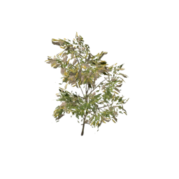 Item saplingmesquite.png