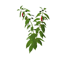 Datei:Plant chili.png