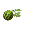 Plant watermelon.png