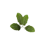 Item saplingsugarbeet.png