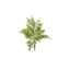 Item saplingspruceforest.png