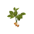 Plant potato.png