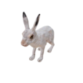 Npc hare 1.png