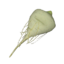 Item sugarbeet.png