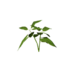 Plant chili s0.png