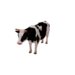 Npc cow 0.png