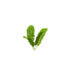 Plant sugarbeet sapling.png