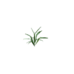 Plant wheat sapling.png