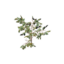 Item saplingacacia.png