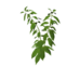 Plant chili s3.png