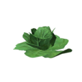 Plant lettuce.png
