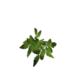 Plant tomato s0.png