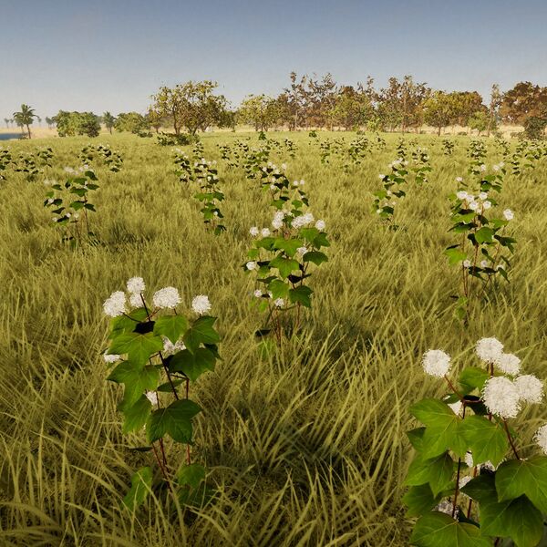Datei:Biomes CottonField small.jpg