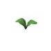 Plant lettuce sapling.png