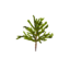 Item saplingaraucaria.png