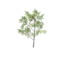 Item saplingbirch.png