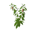 Plant chili.png