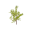 Item saplingwillowoak.png